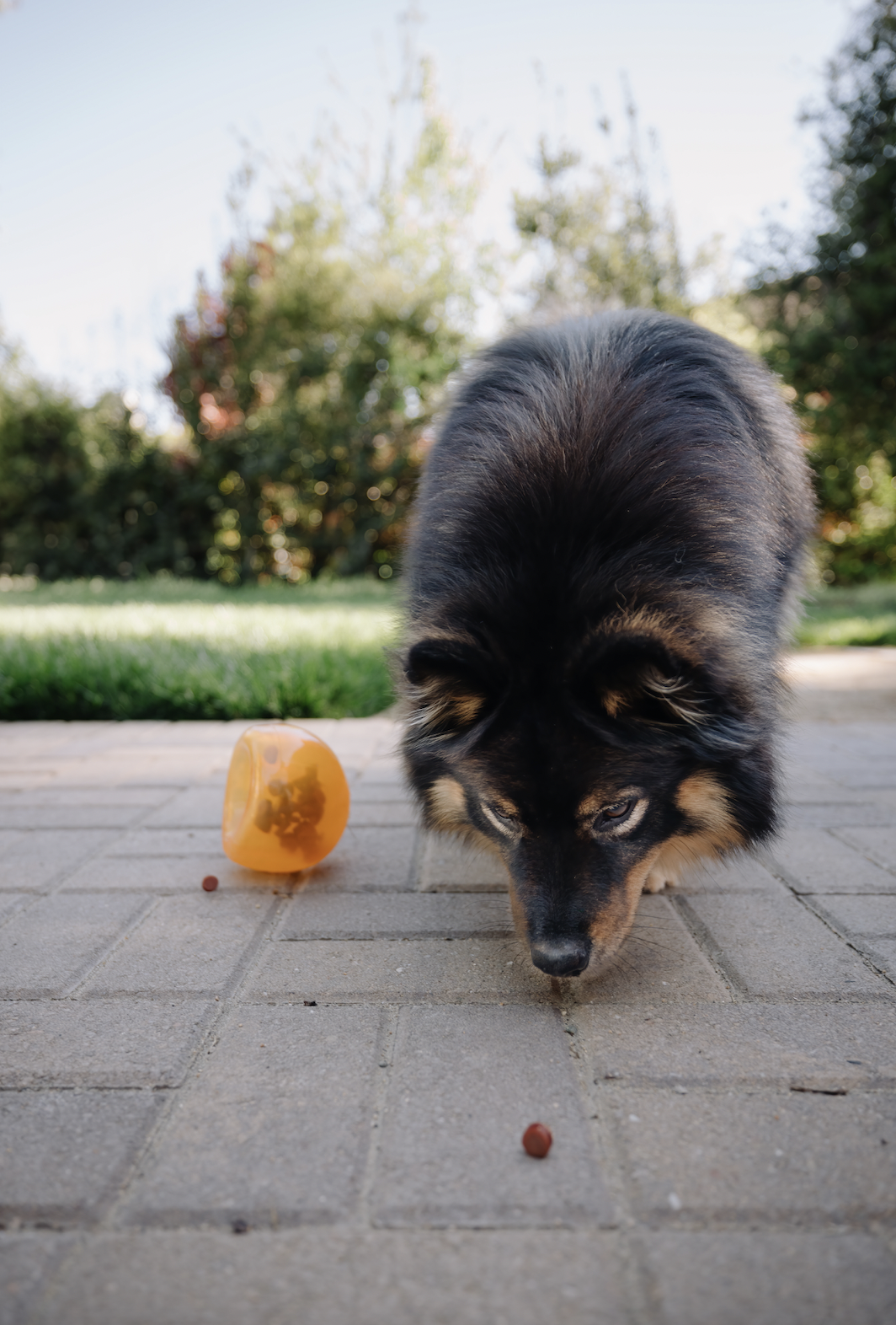 The best enrichment toys for dogs. Planet Dog Orbee-Tuff Snoop 